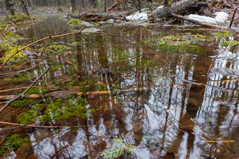 Vernal Pools Seasonal Wetlands And Their Importance