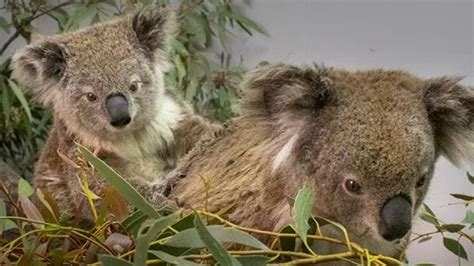 Bear Chien Sauveur De Koalas Documentaire En Replay