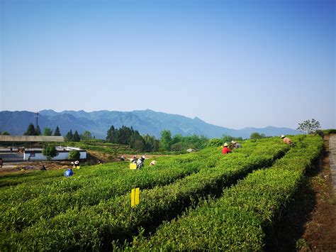 谷雨后丨古黟黑茶采茶忙 新闻动态 古黟黑茶 黄山市天方茶叶有限公司