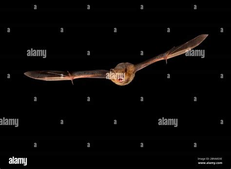 Eastern Pipistrelle Bat Perimyotis Subflavus Flying San Saba County