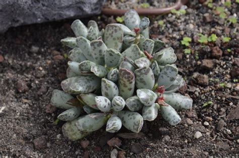 Crassula Marnieriana Um Guia Desta Suculenta Guia Das Suculentas