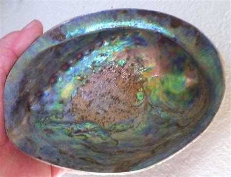 Paua Abalone Sea Shell One Side Polished Natural Beach Craft