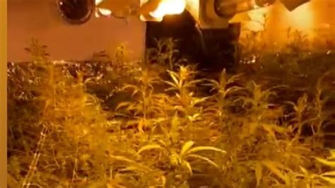 Tres Detenidos En La Carlota Por Cultivo De Marihuana Y Fraude De Fluido Eléctrico