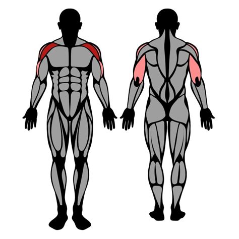 How To Do Seated Barbell Overhead Press Muscles Worked And Proper Form Strengthlog