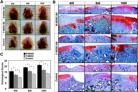 The Influence Of Sex On The Chondrogenic Potential Of Muscle‐derived