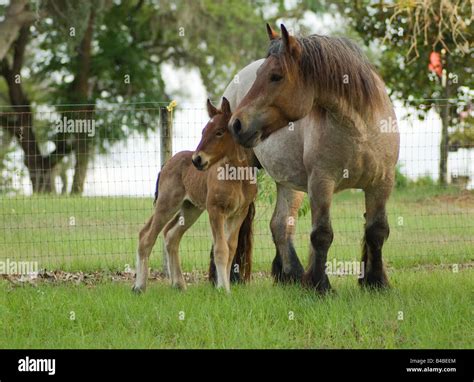 Ardenne mare foal ardennes ardennais hi-res stock photography and ...