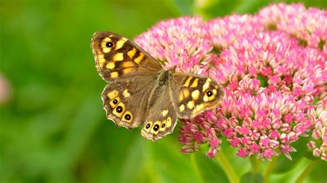 Best Plants For Butterflies 16 Nectar Rich Flower And Shrubs To Grow