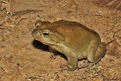 Sonoran Desert Toad Incilius Alvarius