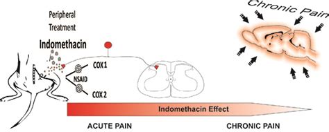 Indomethacin Attenuates Mechanical Allodynia During The Organization