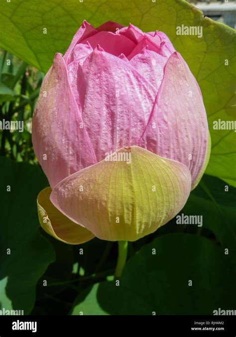 Single Flower Bud Of Lotus Latin Name Nelumbo Nucifera In The Botanical