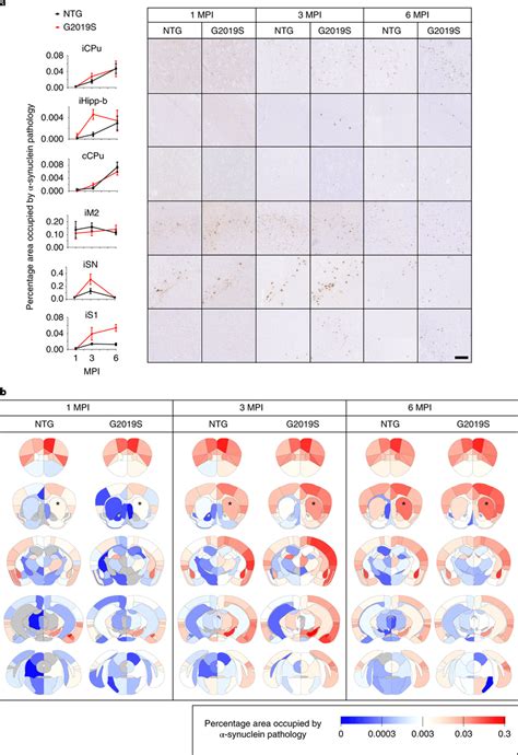 Quantitative Synuclein Pathology Mapping Allows A Direct Comparison