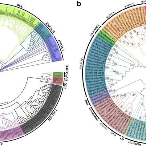 Phylogenetic Tree Consisting Of Homeobox Genes A Maximum Likelihood