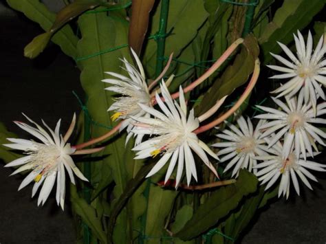 Epiphyllum Hookeri World Of Succulents