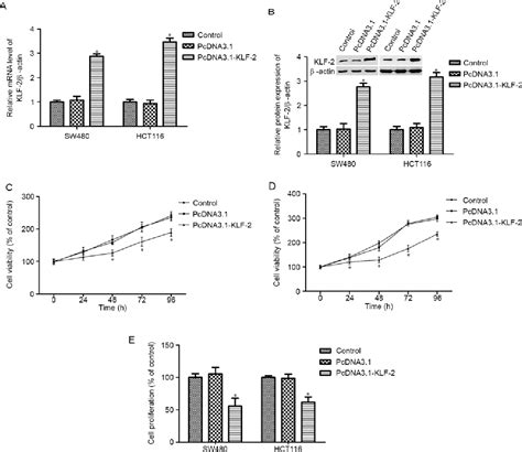 Klf Inhibits Cell Growth Via Regulating Hif Notch Signal