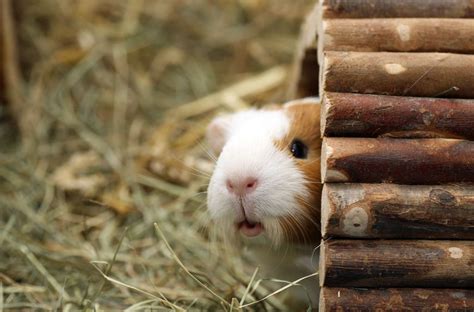 Five Hiding Spots For Guinea Pigs And Other Pocket Pets