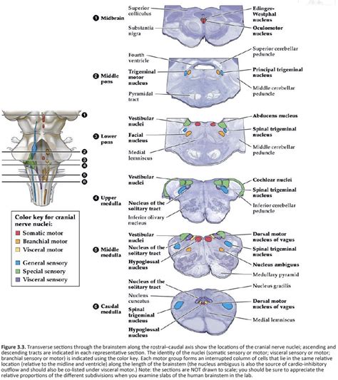 Brain Stem Anatomy Cross Section