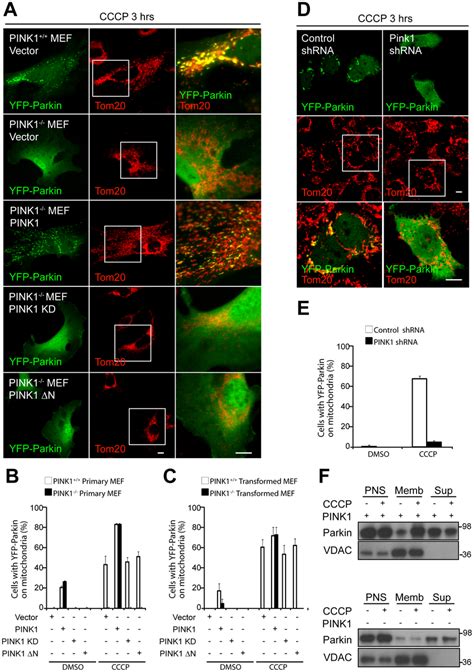 Parkin Recruitment To Depolarized Mitochondria Requires PINK1 And Its