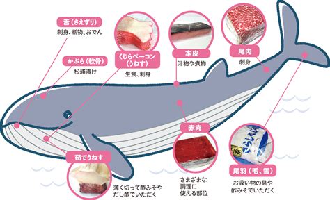 くじら肉の特徴 山口県くじら文化 みんなで応援サイト ホエールズ