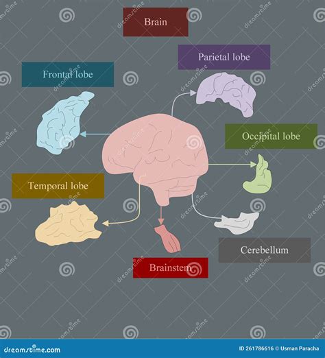 Human Brain Consists Of Different Parts Including Four Lobes Royalty
