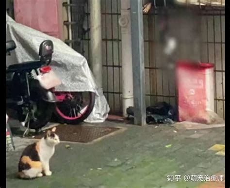 小区居民嫌流浪猫太吵，将小猫吊死在窗台，猫妈妈在旁痛心看着！ 知乎