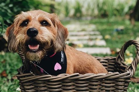 Beagle Poodle Mix: A Dog That Will Melt Your Heart