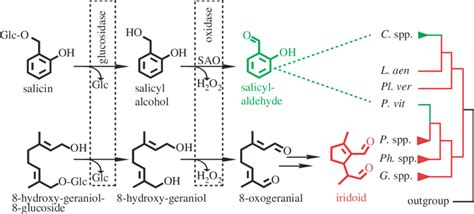 Schematic Of Salicylaldehyde And Iridoid Biosynthesis In Glandular