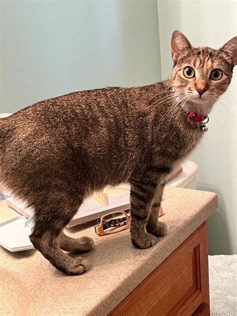 Cat For Adoption Tillie A Domestic Short Hair In Anoka Mn Petfinder