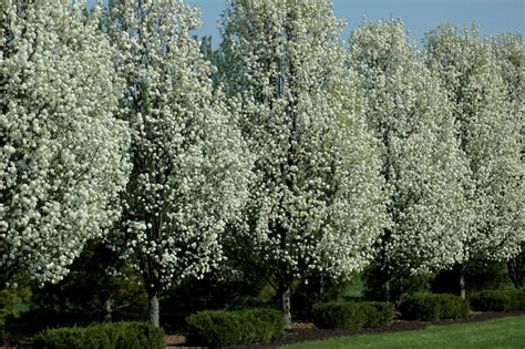 The Best Low Maintenance Trees For Your Garden Images