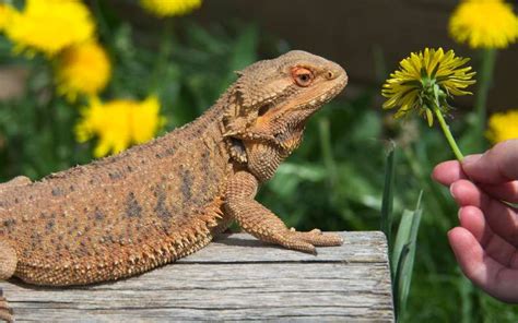 Bearded Dragon Feeding Schedule: Everything You Need To Know - Bearded ...