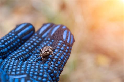 La Peque A Rana Arb Rea Gris Se Sienta En El Brazo Humano Con Un Guante