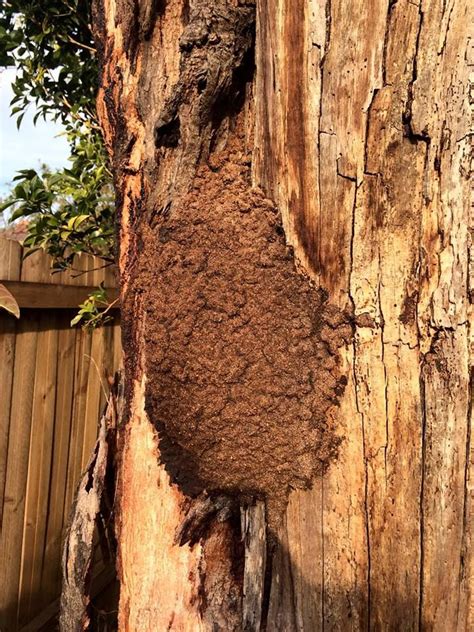 Termite Nest In A Tree Tree Termites Pest Control