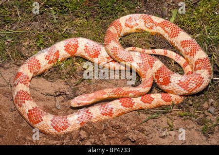 Corn Snake Pantherophis Guttatus Female With Recently Laid Eggs