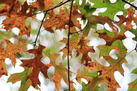 Tree Branches with Green Leaves · Free Stock Photo