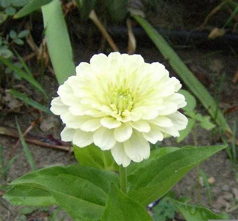 White Polar Bear Zinnia Elegans Flower Seeds Ebay