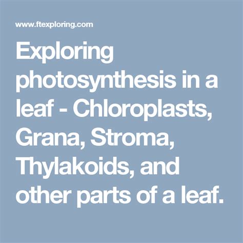 Exploring Photosynthesis In A Leaf Chloroplasts Grana Stroma