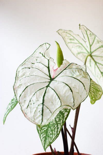 Caladium Snow Drift From The Naked Collection PINE SG