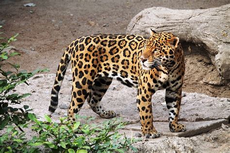 30 000 Free 재규어 차 Jaguar Images Pixabay