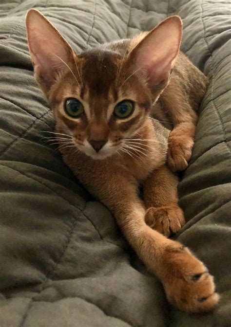 Abyssinian Cat Breed Information Center A Complete Breed Guide Artofit