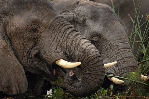 African Bush Elephant Loxodonta Africana African Savanna Elephant