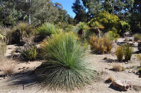 Australian Native Gardens - Diaco's