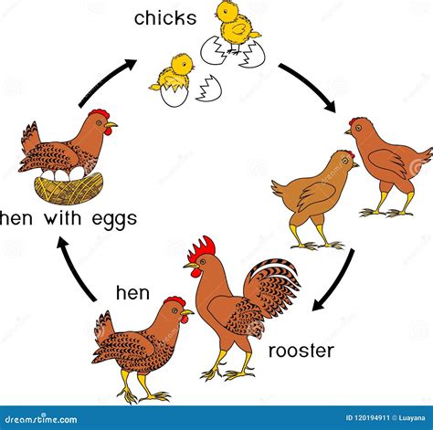 Stages Of Chicken Growth From Egg To Adult Bird Stock Vector Illustration Of Biological