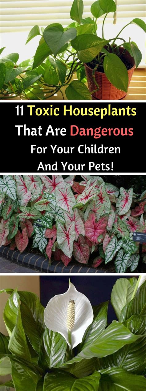 11 Toxic Houseplants That Are Dangerous - Gardening Soul