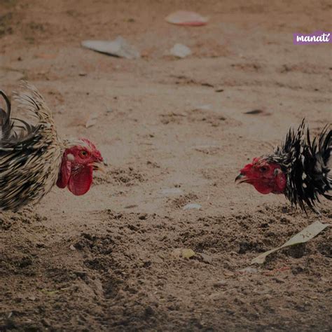 Peleas De Gallos En Puebla Confirman Funciones En La Feria Manat