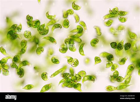 Euglena Protozoa Brightfield Illuminated Light Micrograph Of Euglena