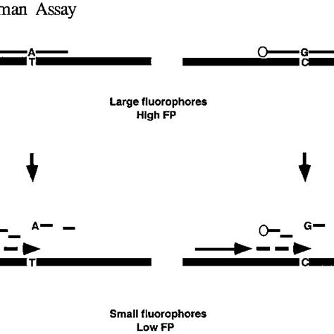 5 Nuclease Assay With Fp Detection Download Scientific Diagram