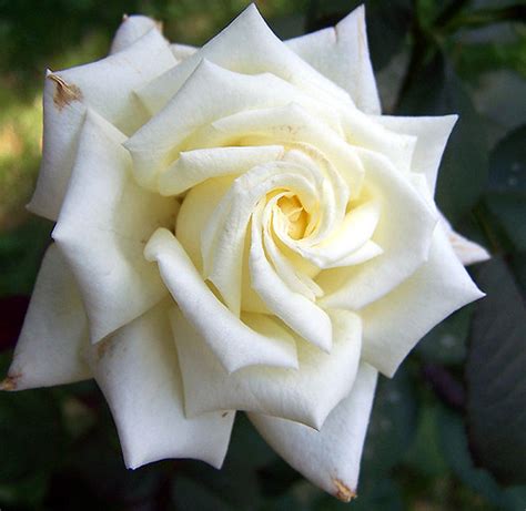 Pope John Paul Ii Hybrid Tea Rose One Of The Most Fragrant Flickr