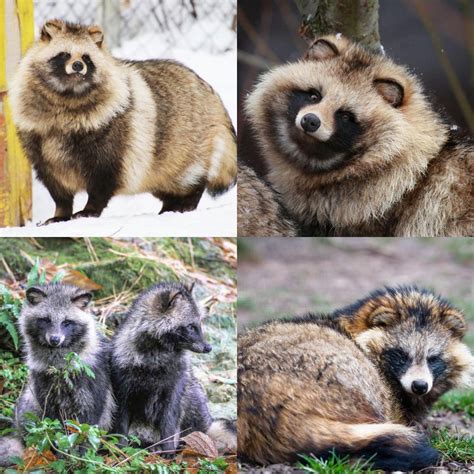 Meet The Tanuki Raccoon Dog Know Your Meme