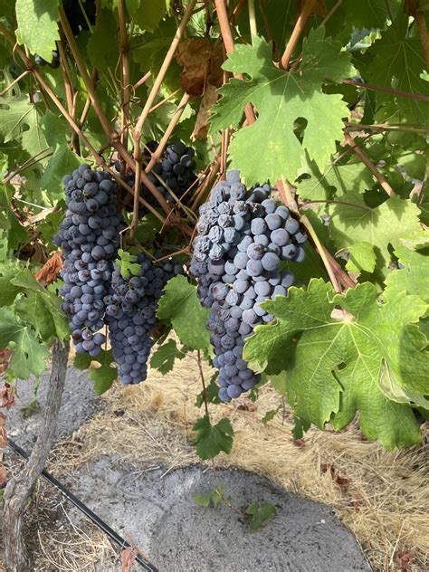 Nebbiolo Grapes Vineyard28