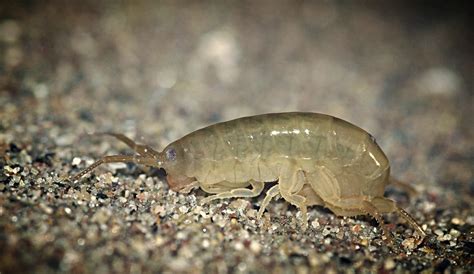 Avoid Sand Fleas This Summer GLADHILL SERVICES