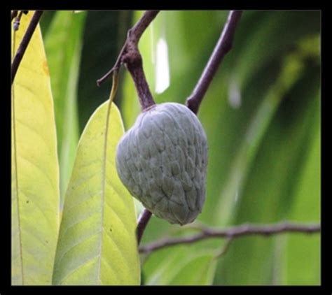 CSIR-NEERI Biodiversity Portal